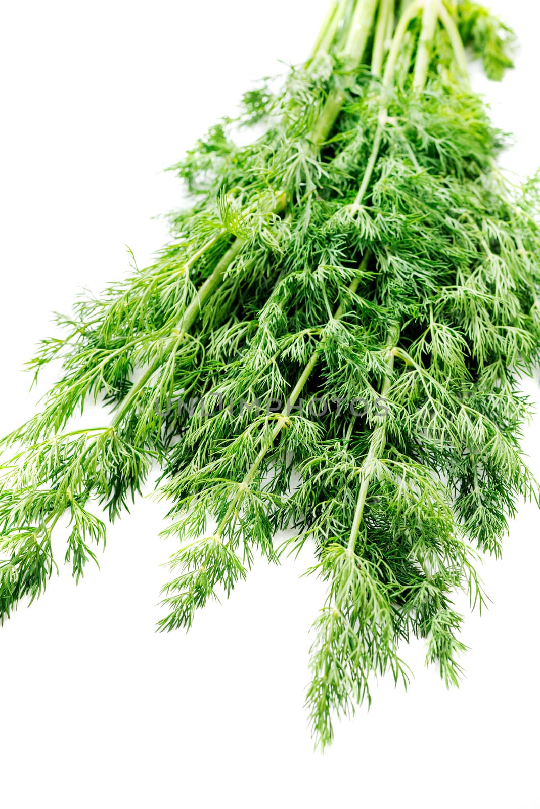 Bunch of fresh dill Isolated on white background