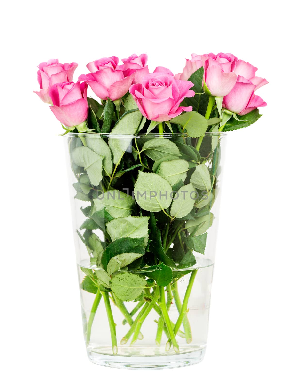 pink roses in vase isolated on white background by Nanisimova