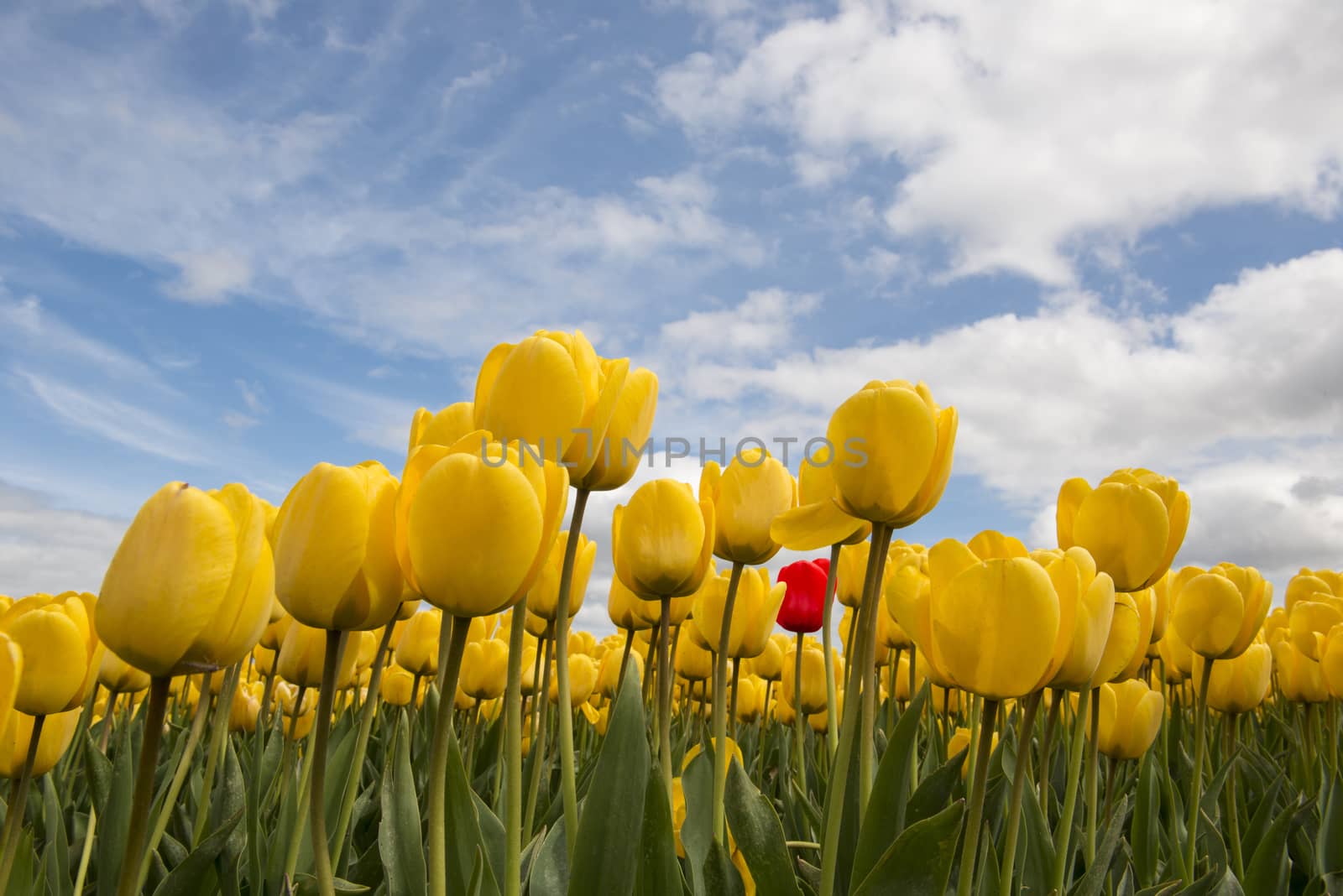 Yellow tulips and one red tulip by Tofotografie