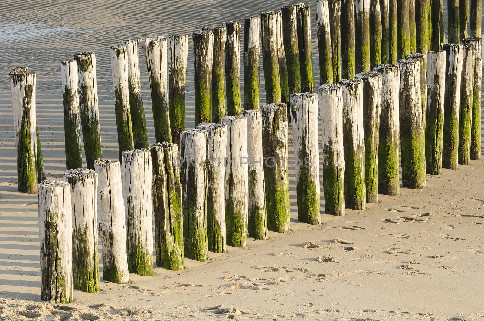 Two rows of white green groynes on a beach in Zeeland in the South of the Netherlands
