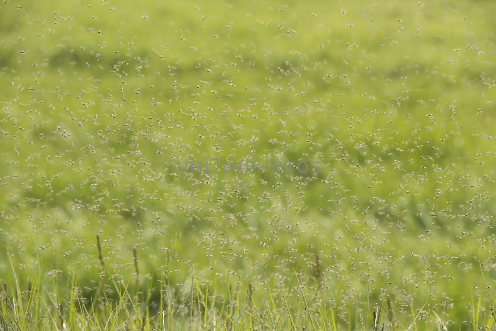 Swarms of mosquitoes over a grass field in the Netherlands
