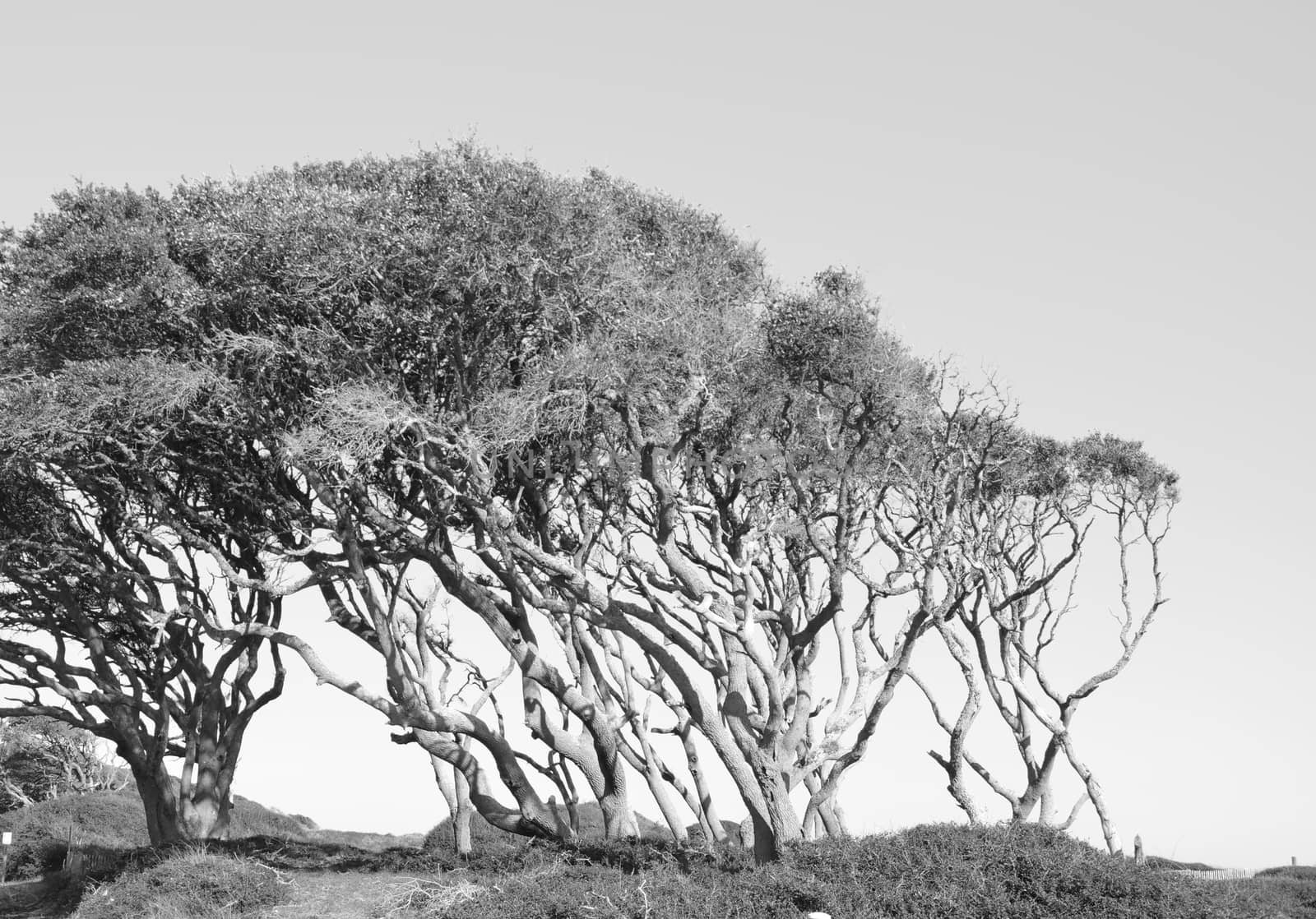 Trees in the wind by northwoodsphoto