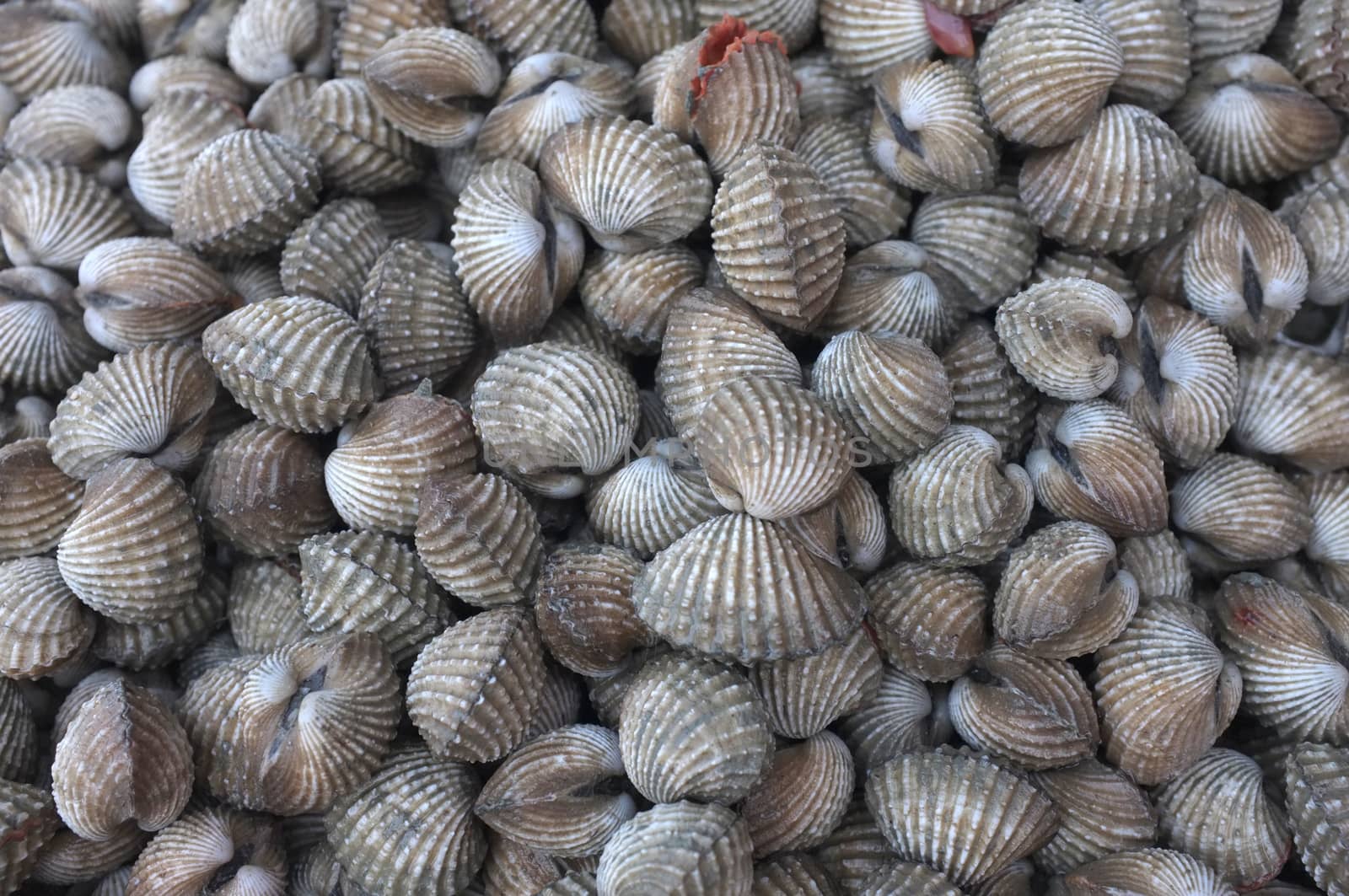 Raw fresh cockle