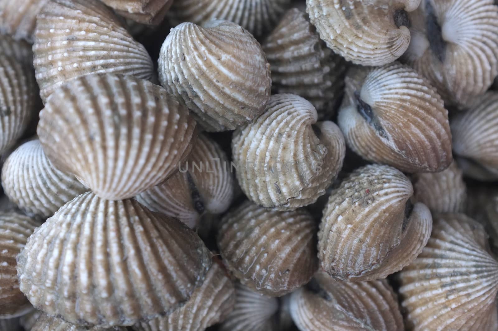 Raw fresh cockle