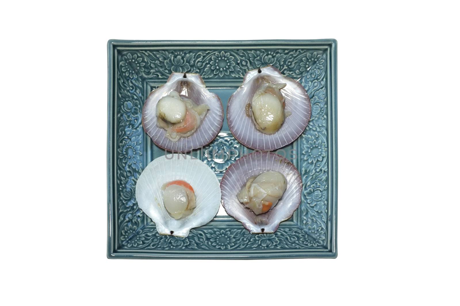 Raw fresh scallop