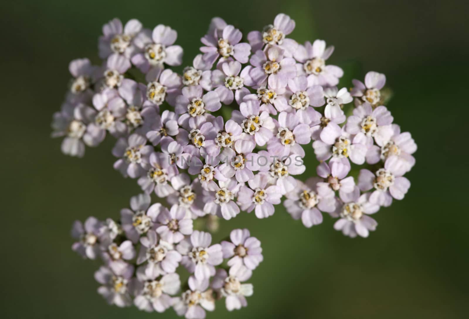 Saxifrage pink flowers close-up, view from above