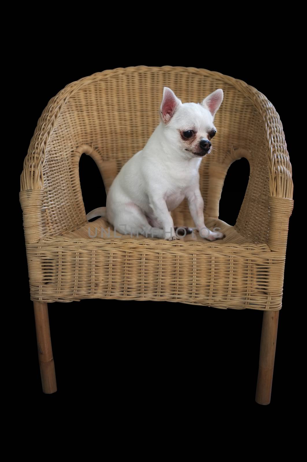 Dog chihuahua sitting on weaving rattan chair