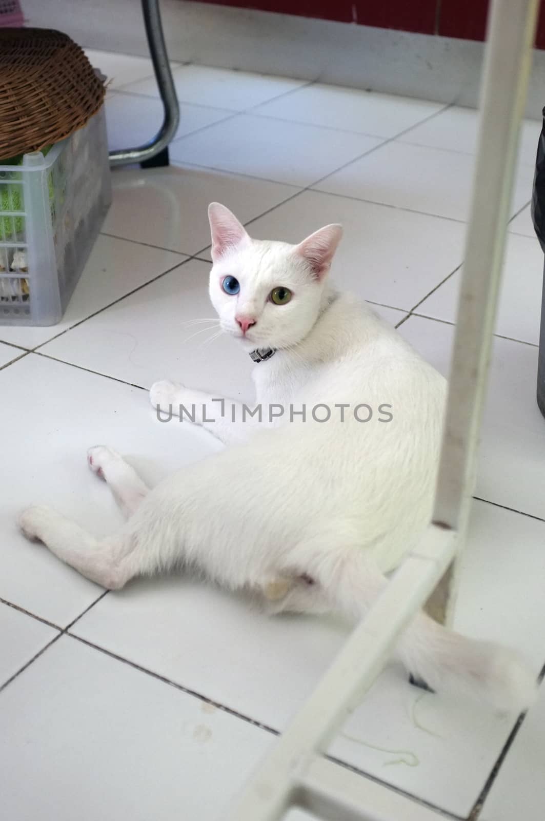 White cat with duo eyes colours, yellow and blue