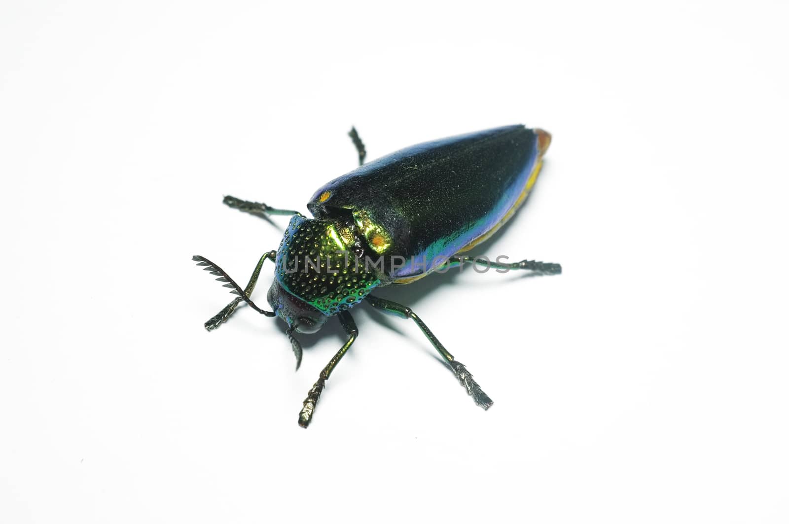 Jewel beetle, Metallic wood-boring beetle in Thailand