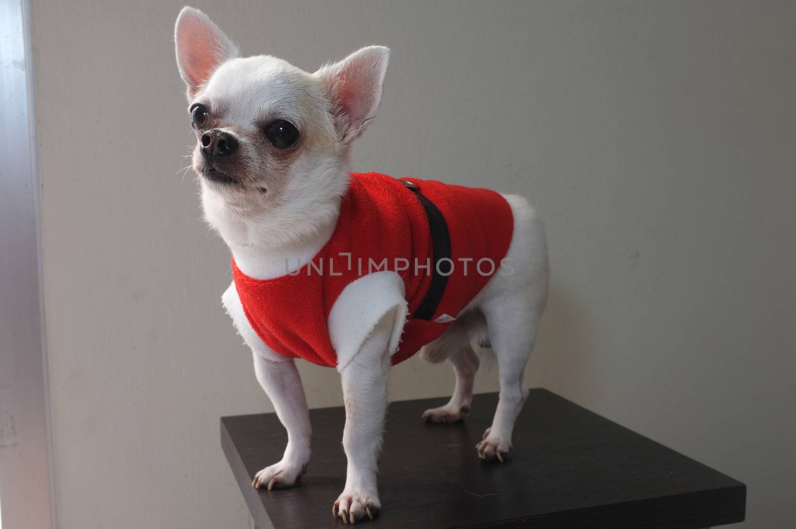Sitting Chihuahua in red shirt