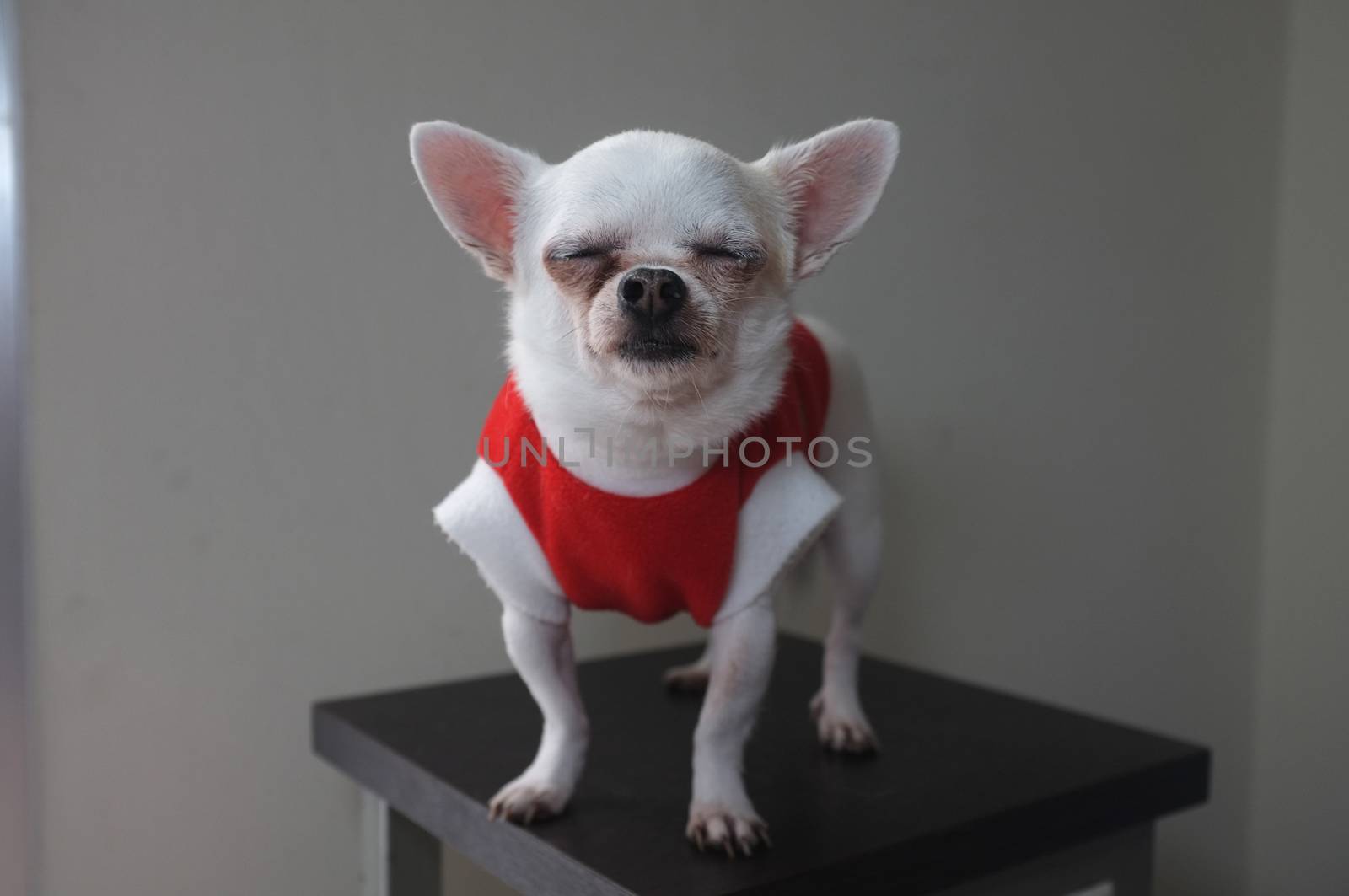 Sitting Chihuahua in red shirt