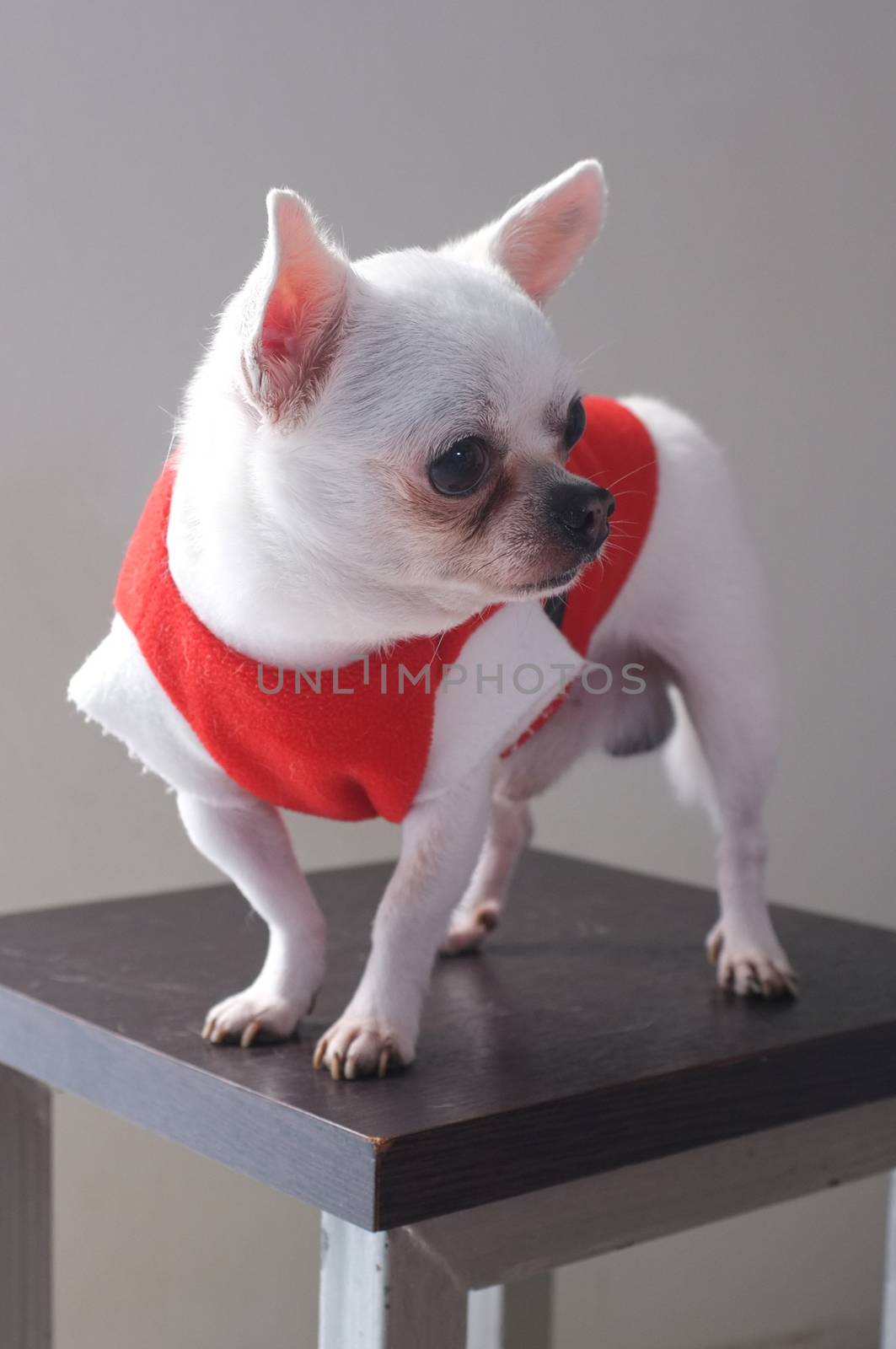 Sitting Chihuahua in red shirt