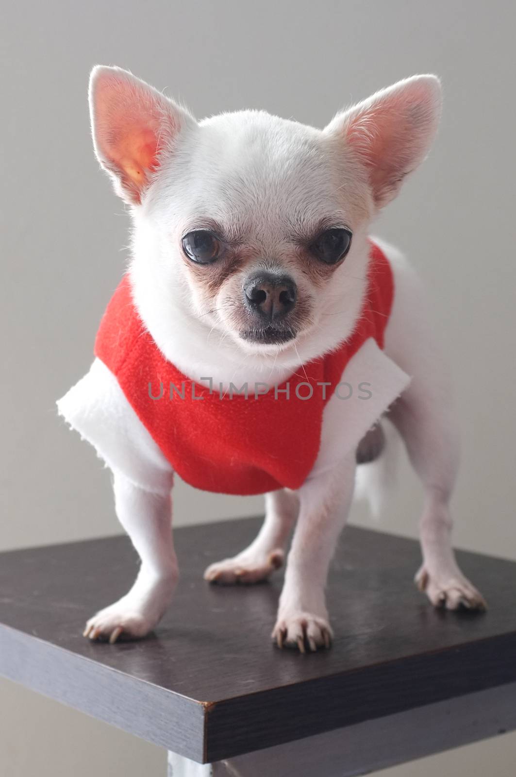 Sitting Chihuahua in red shirt