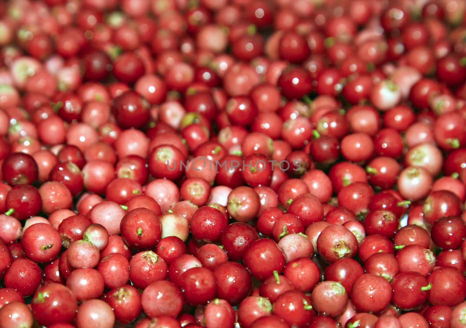 Close-up of ripe cowberry for texture or background