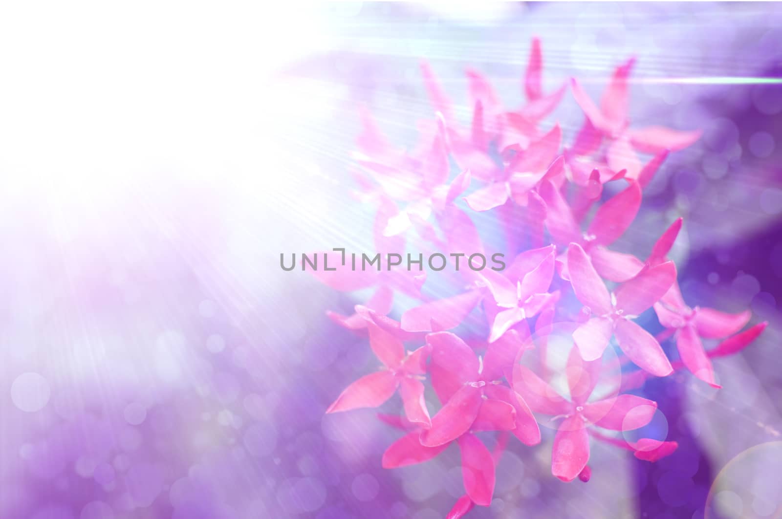 colorful background with flowers
