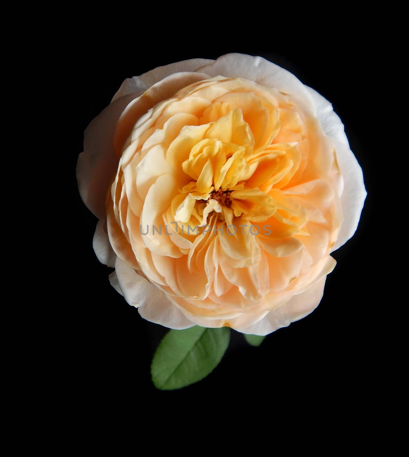 English Rose on a black background. by ohhlanla