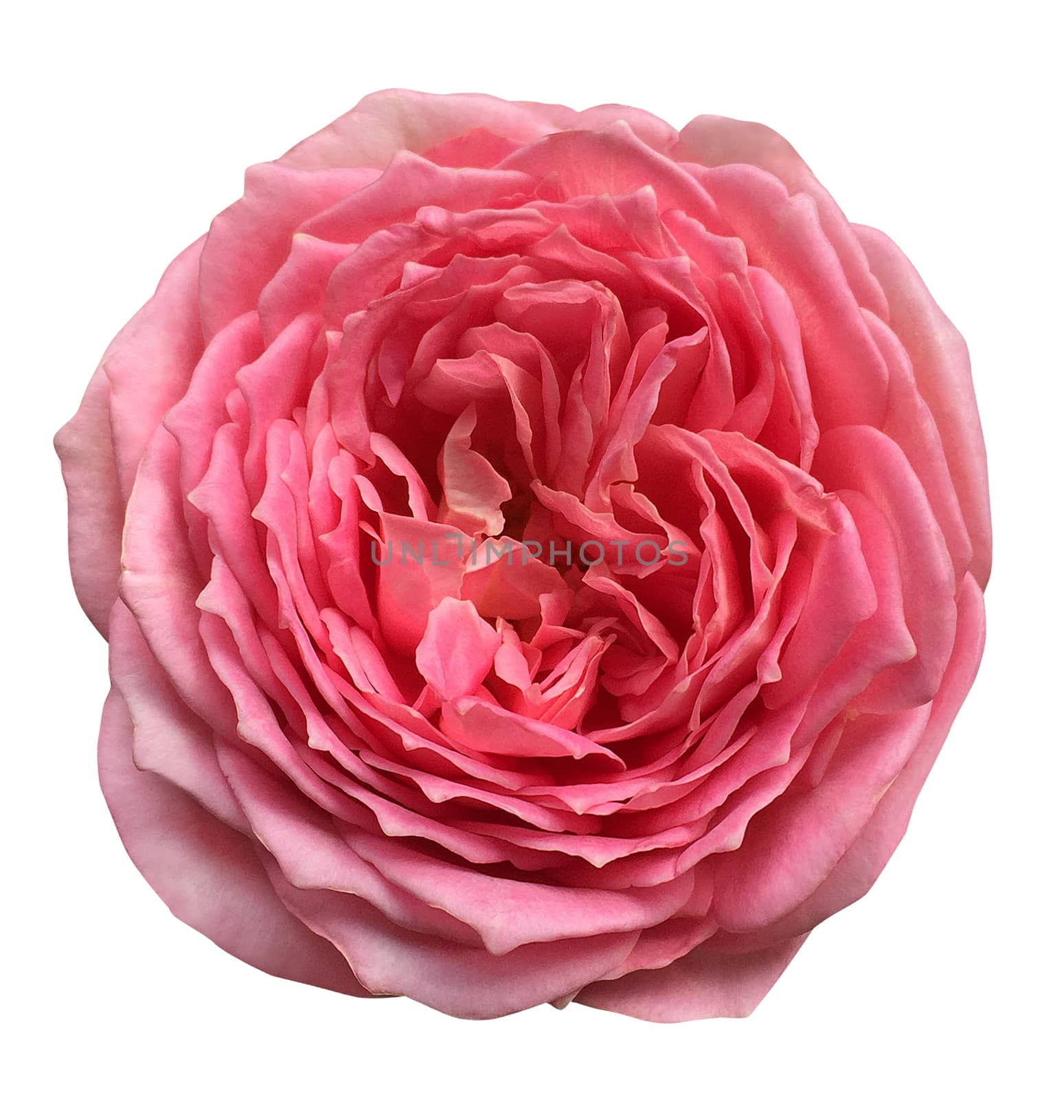 Beautiful English roses on white background,with clipping path by ohhlanla