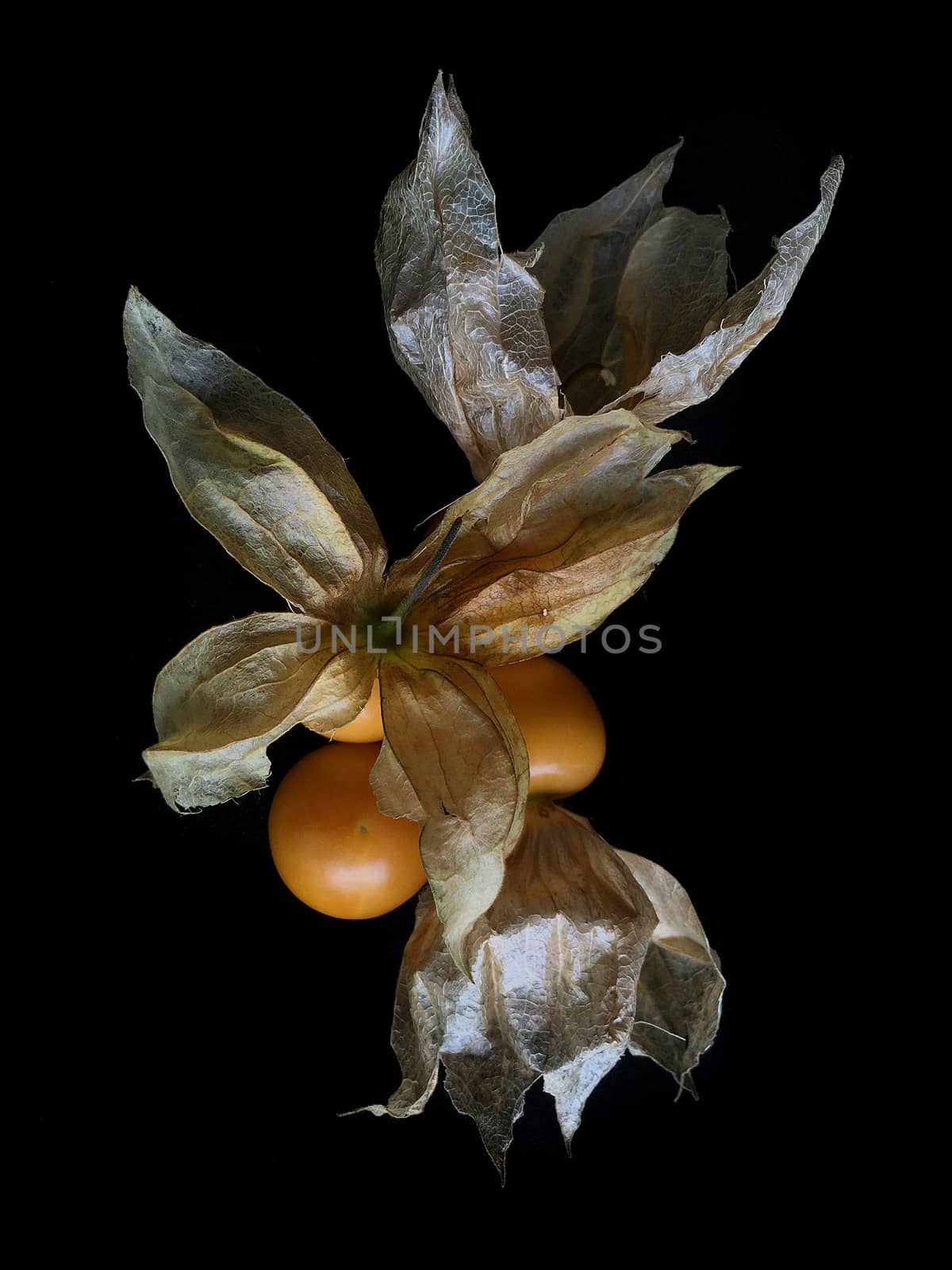 Cape gooseberry. The plants in the family Solanaceae, which is the same family as tomatoes, potatoes, tomatoes, eggplant and purple branches of a plant. It is a fin Heavily coated Its flowers are axillary flowers hanging down.