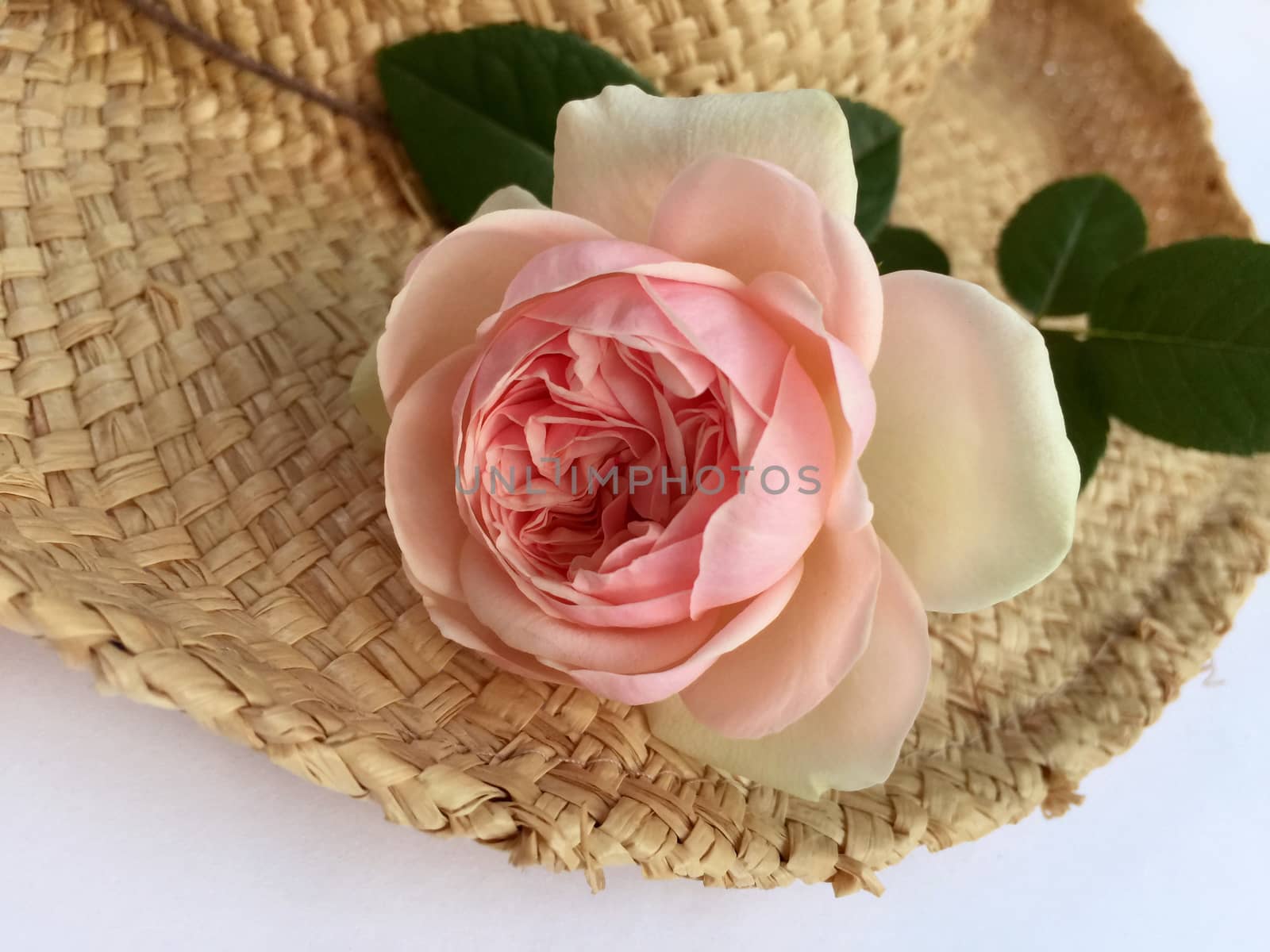 Beautiful English roses  on Top Hat