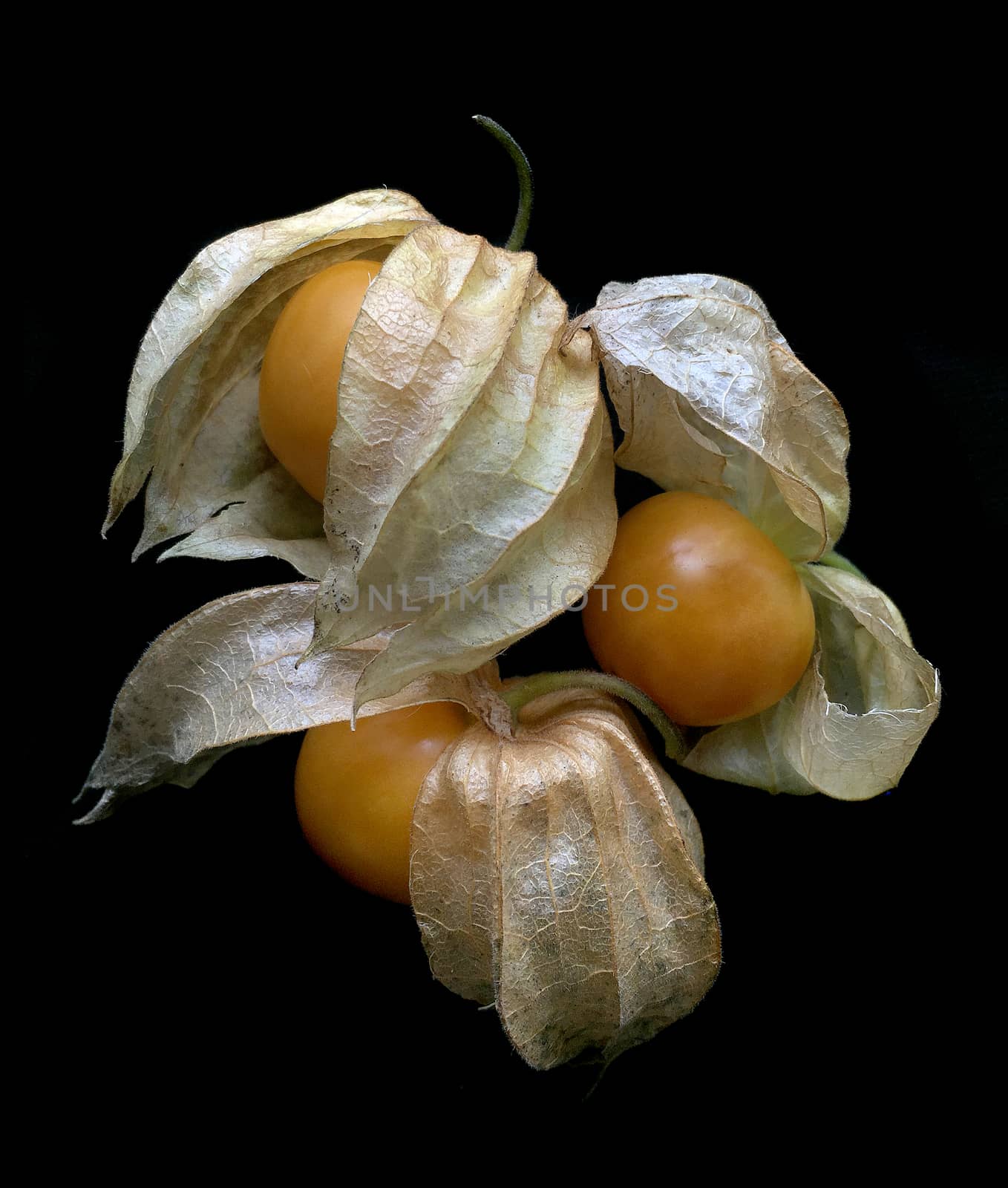 Cape gooseberry. The plants in the family Solanaceae, which is the same family as tomatoes, potatoes, tomatoes, eggplant and purple branches of a plant. It is a fin Heavily coated Its flowers are axillary flowers hanging down.