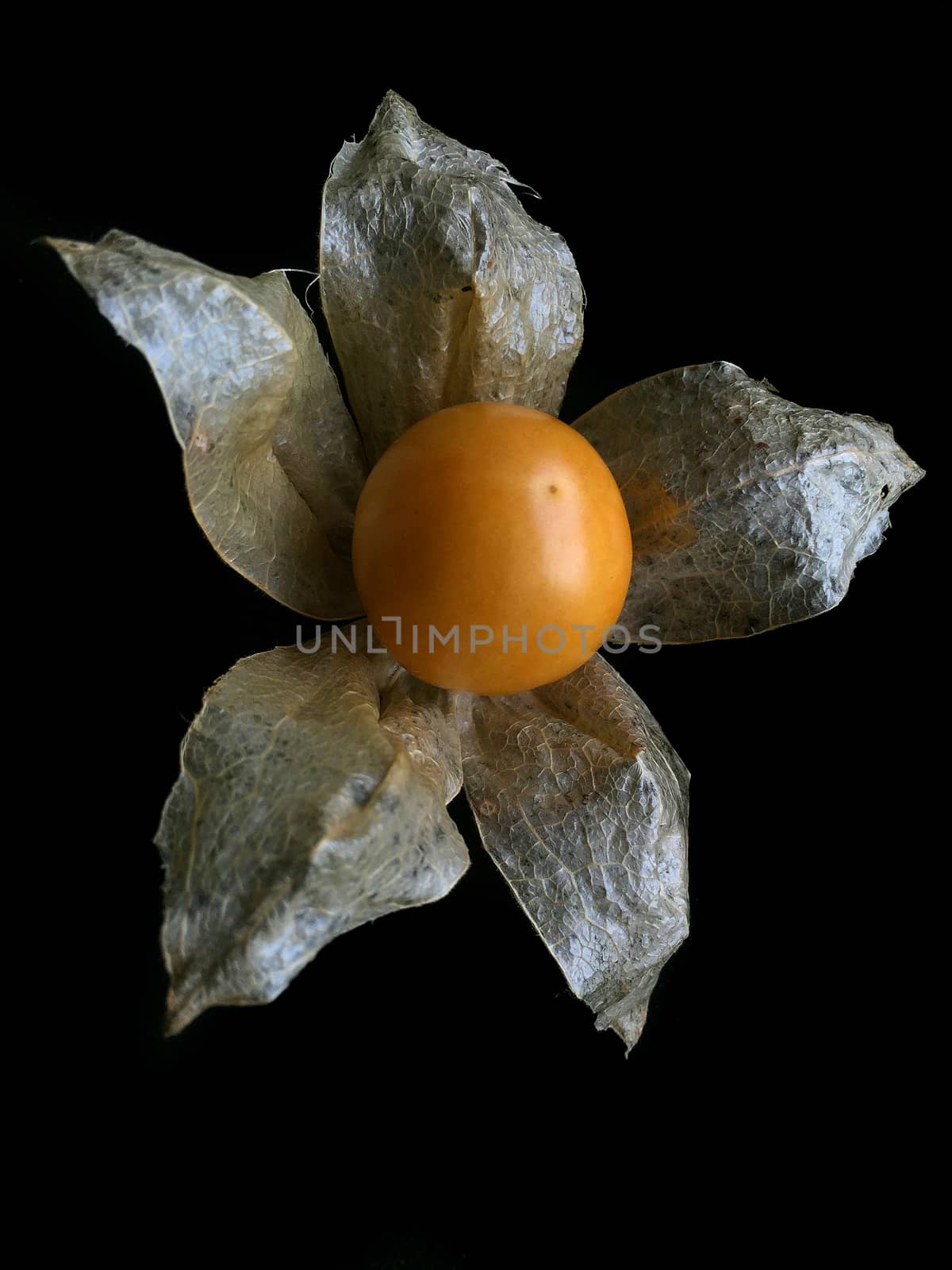 Cape gooseberry. The plants in the family Solanaceae, which is the same family as tomatoes, potatoes, tomatoes, eggplant and purple branches of a plant. It is a fin Heavily coated Its flowers are axillary flowers hanging down.