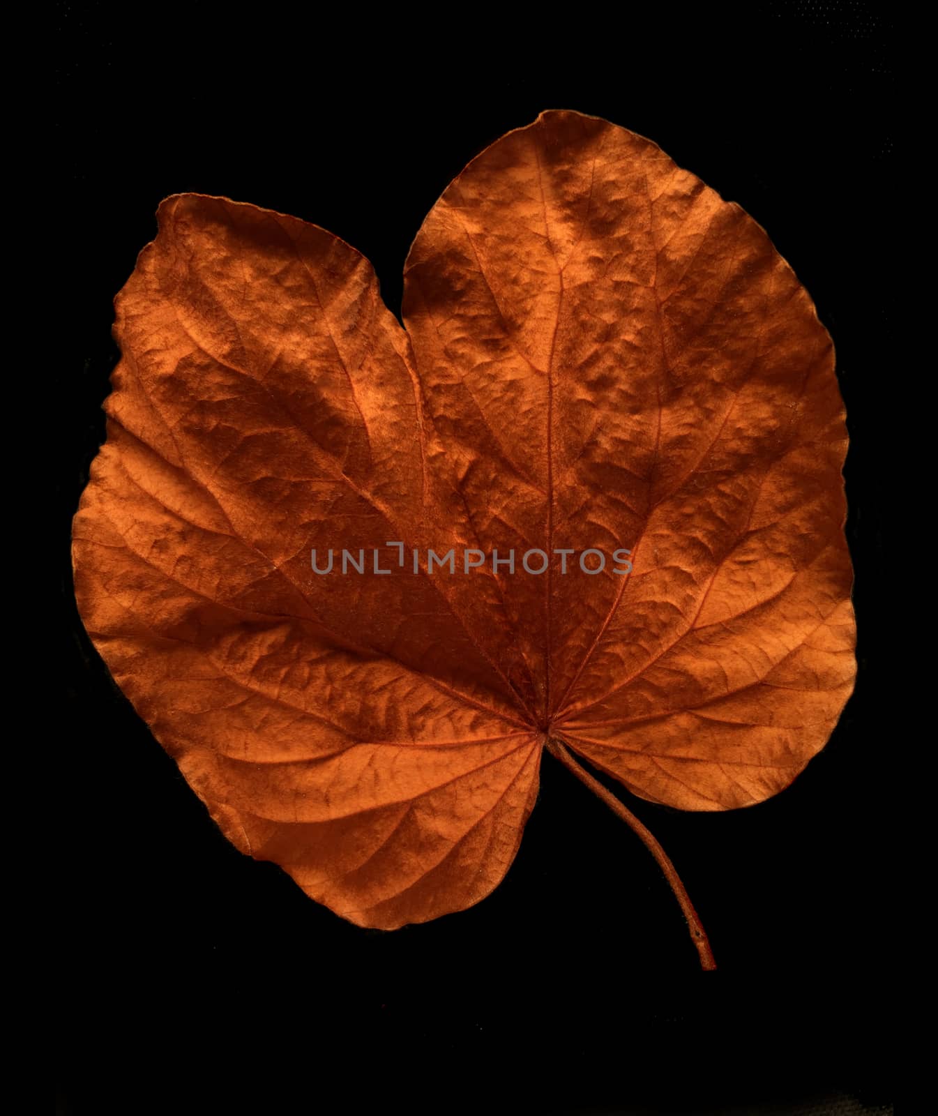 Gold leaf by ohhlanla