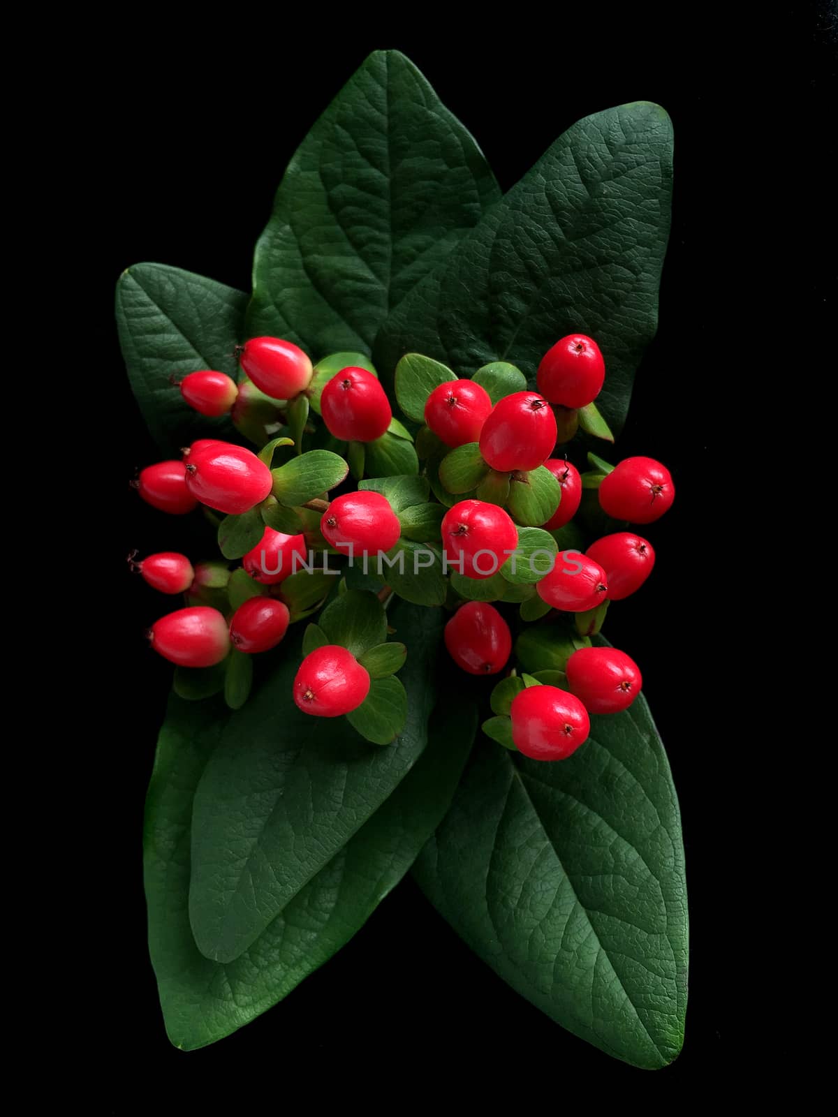 Bouquet of hypericum plants (twigs with red berries) on wooden background. Traditional christmas decoration.