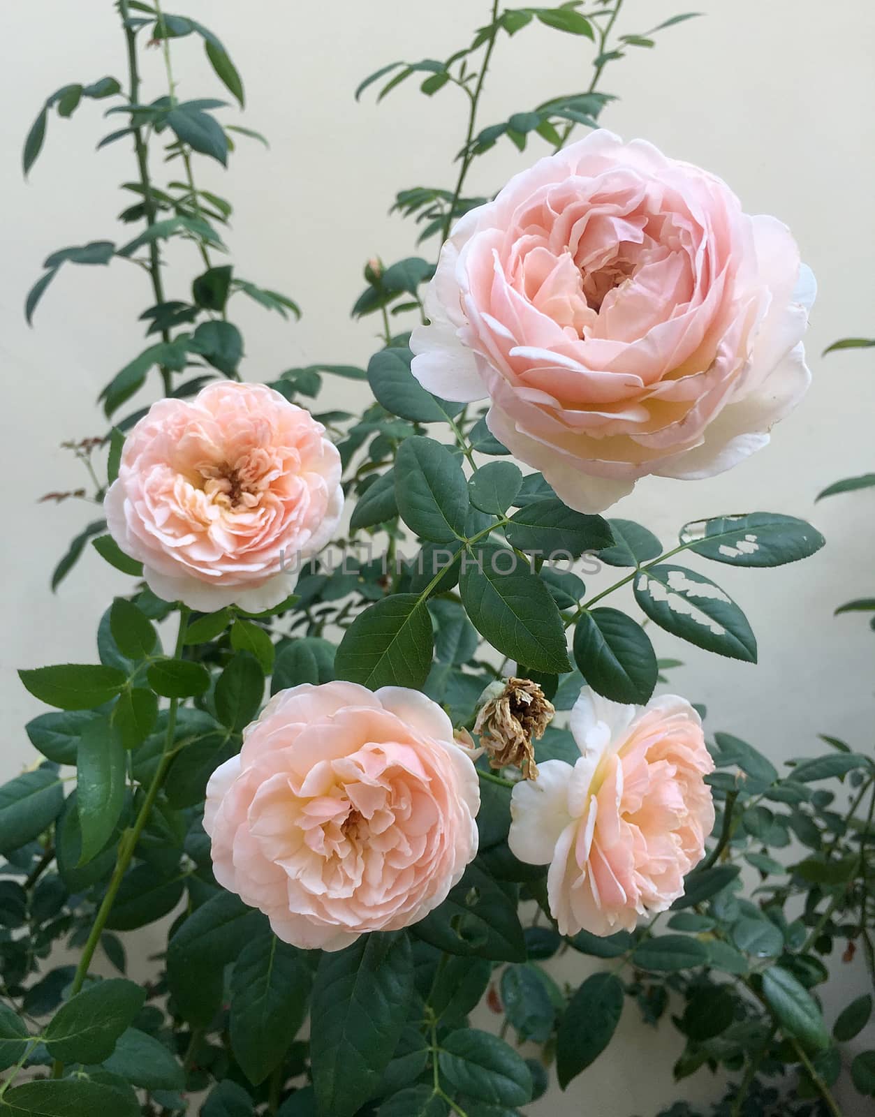 Beautiful English roses by ohhlanla