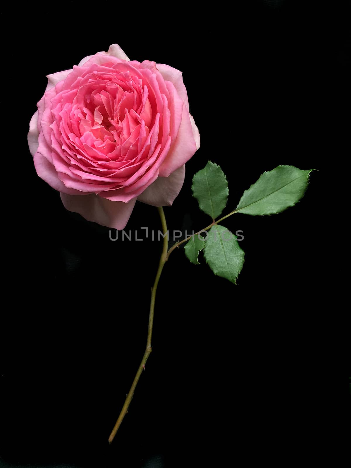 Beautiful ,English Rose on a black background