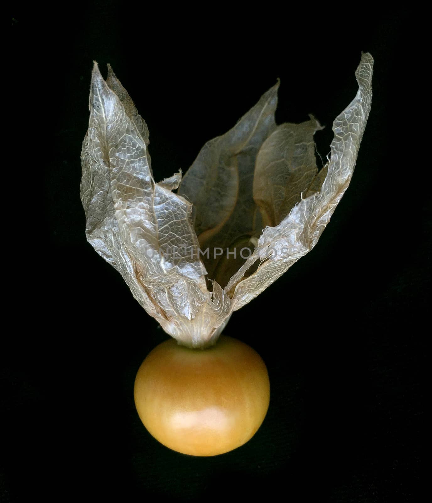 Cape gooseberry. The plants in the family Solanaceae, which is the same family as tomatoes, potatoes, tomatoes, eggplant and purple branches of a plant. It is a fin Heavily coated Its flowers are axillary flowers hanging down.
