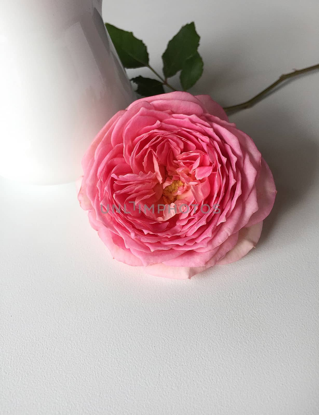 Beautiful English Rose , flagon white ceramic