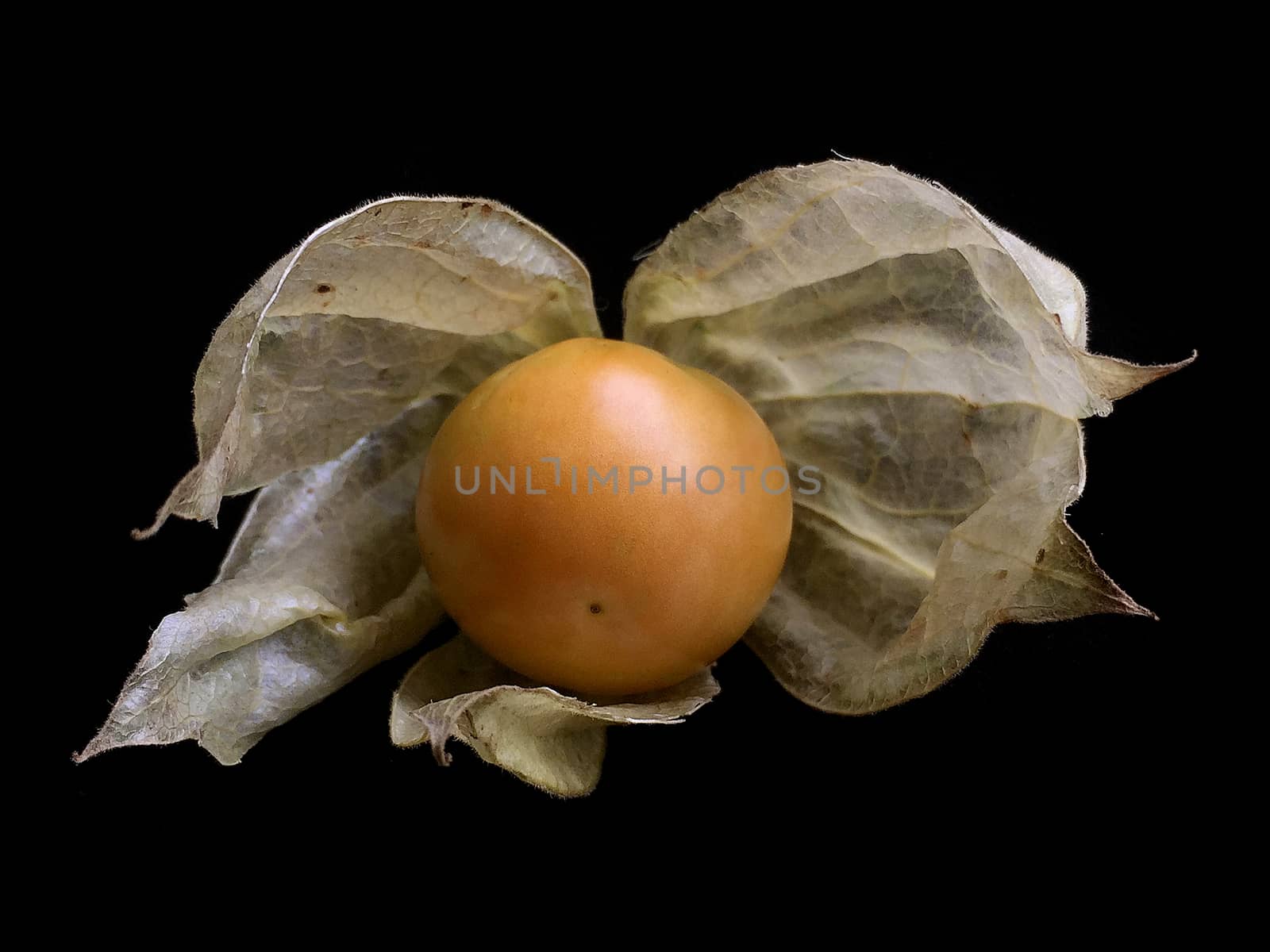 Cape gooseberry. The plants in the family Solanaceae, which is the same family as tomatoes, potatoes, tomatoes, eggplant and purple branches of a plant. It is a fin Heavily coated Its flowers are axillary flowers hanging down.