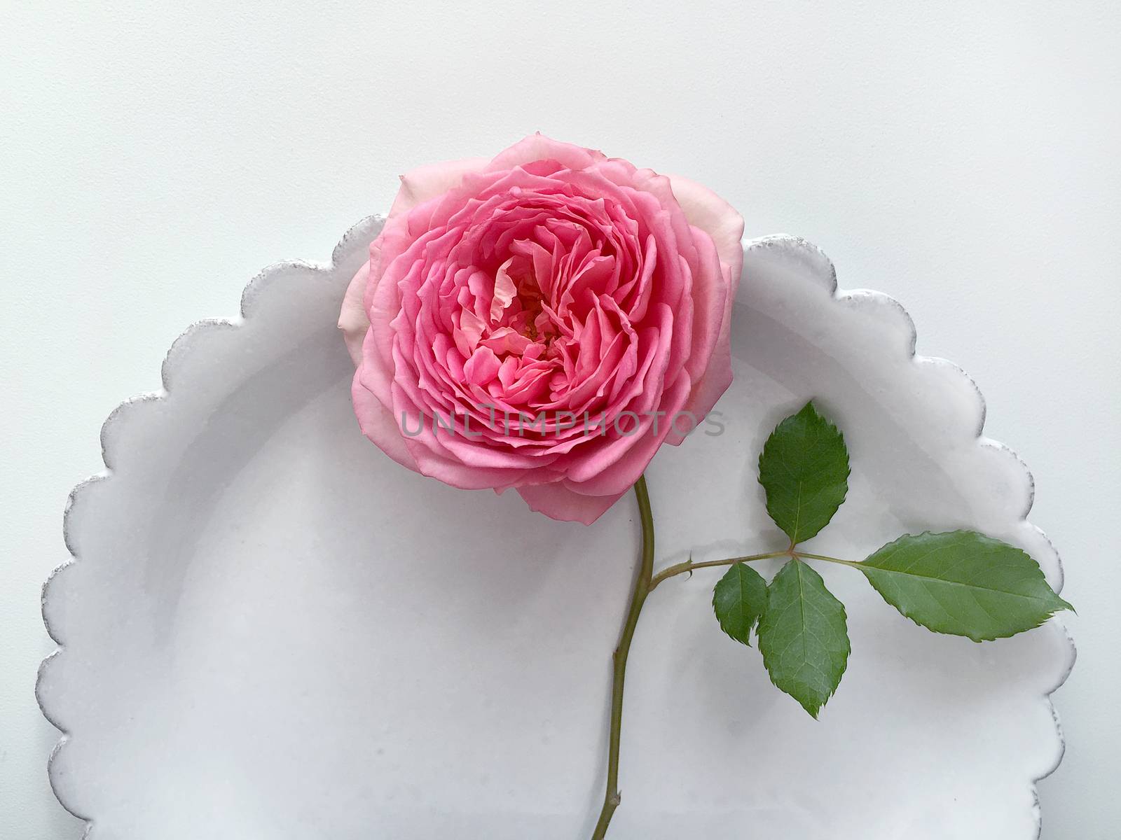 English Rose ,bowl by ohhlanla