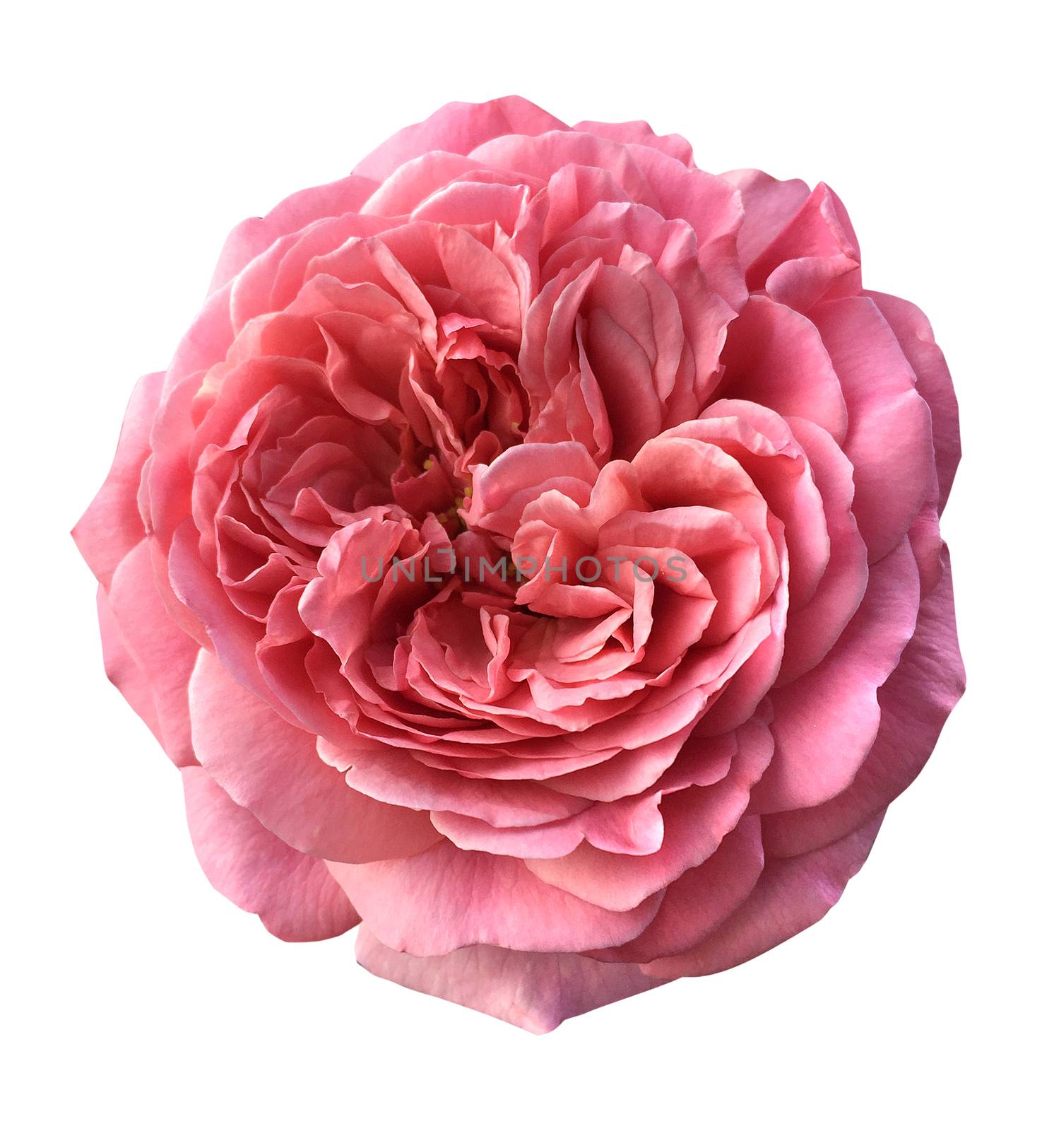 Beautiful English roses on white background,with clipping path by ohhlanla