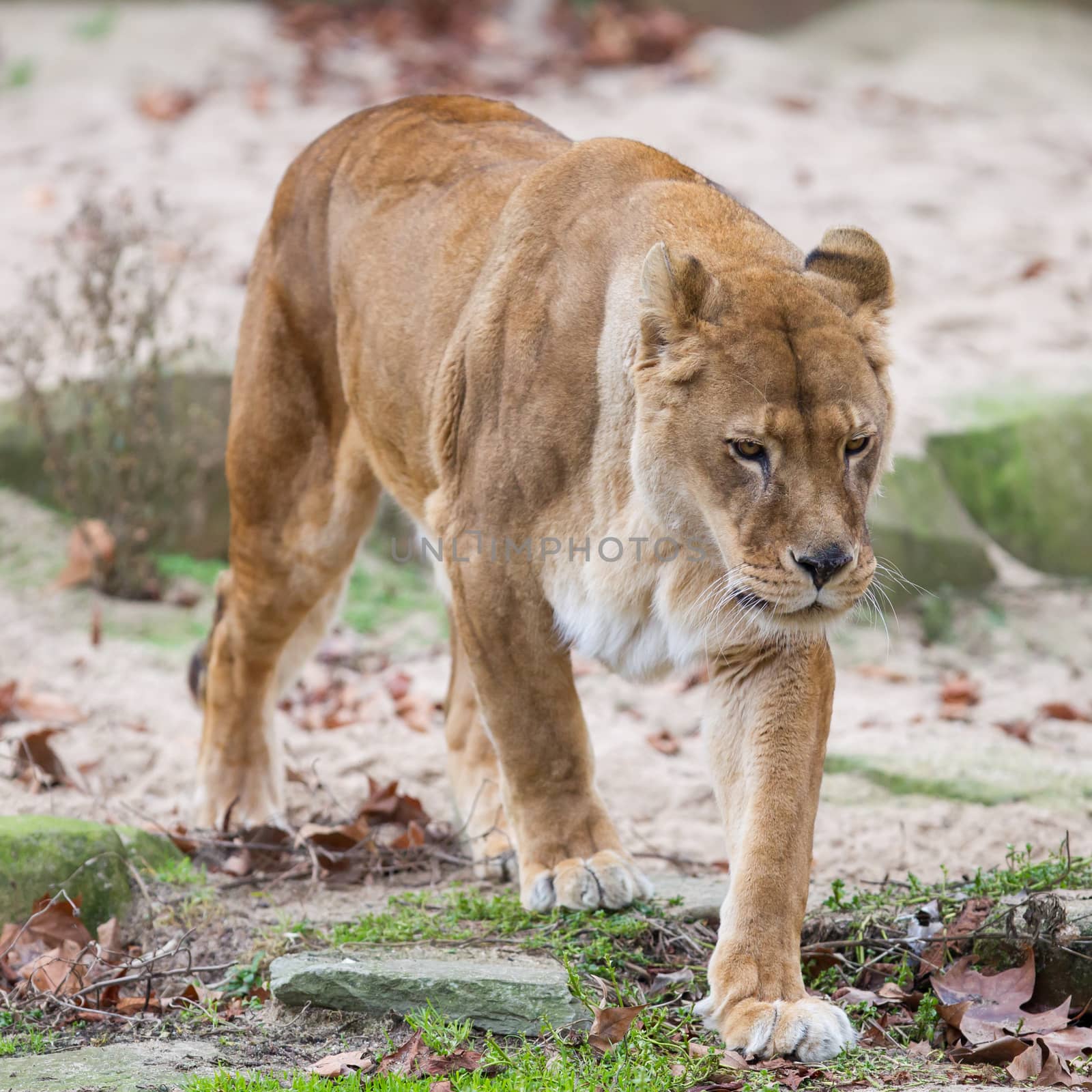 Lion on alert by michaklootwijk