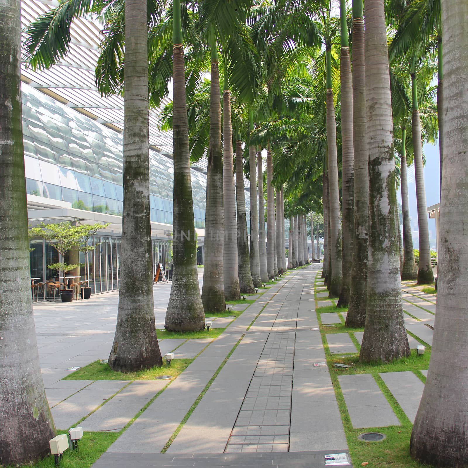 Row of palm trees with walking path