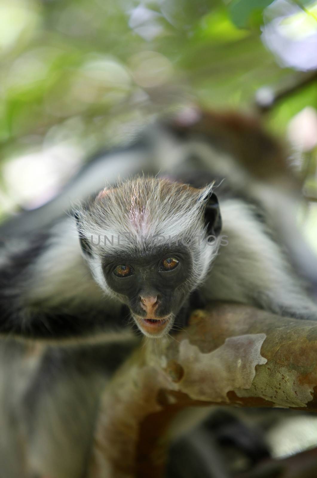 Black-and-white colobus monkey on a tree in rainforest in Zanzibar, Tanzania