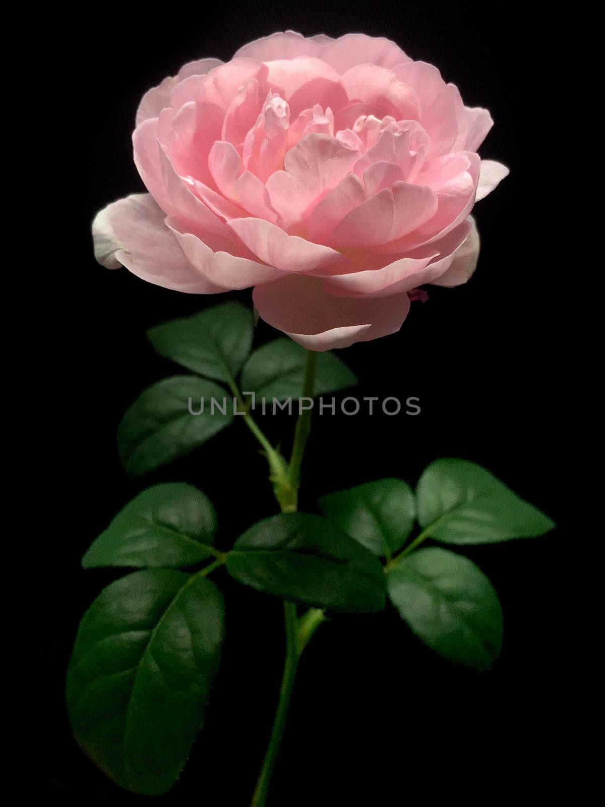 Rose on a black background. by ohhlanla