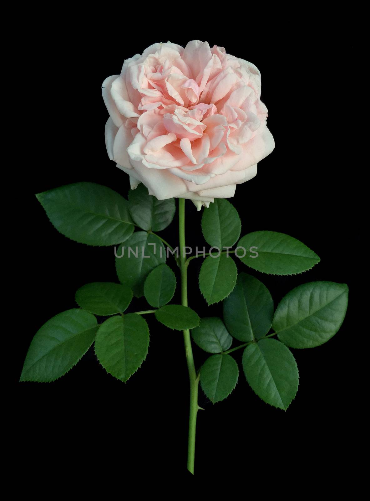 Rose on a black background. by ohhlanla