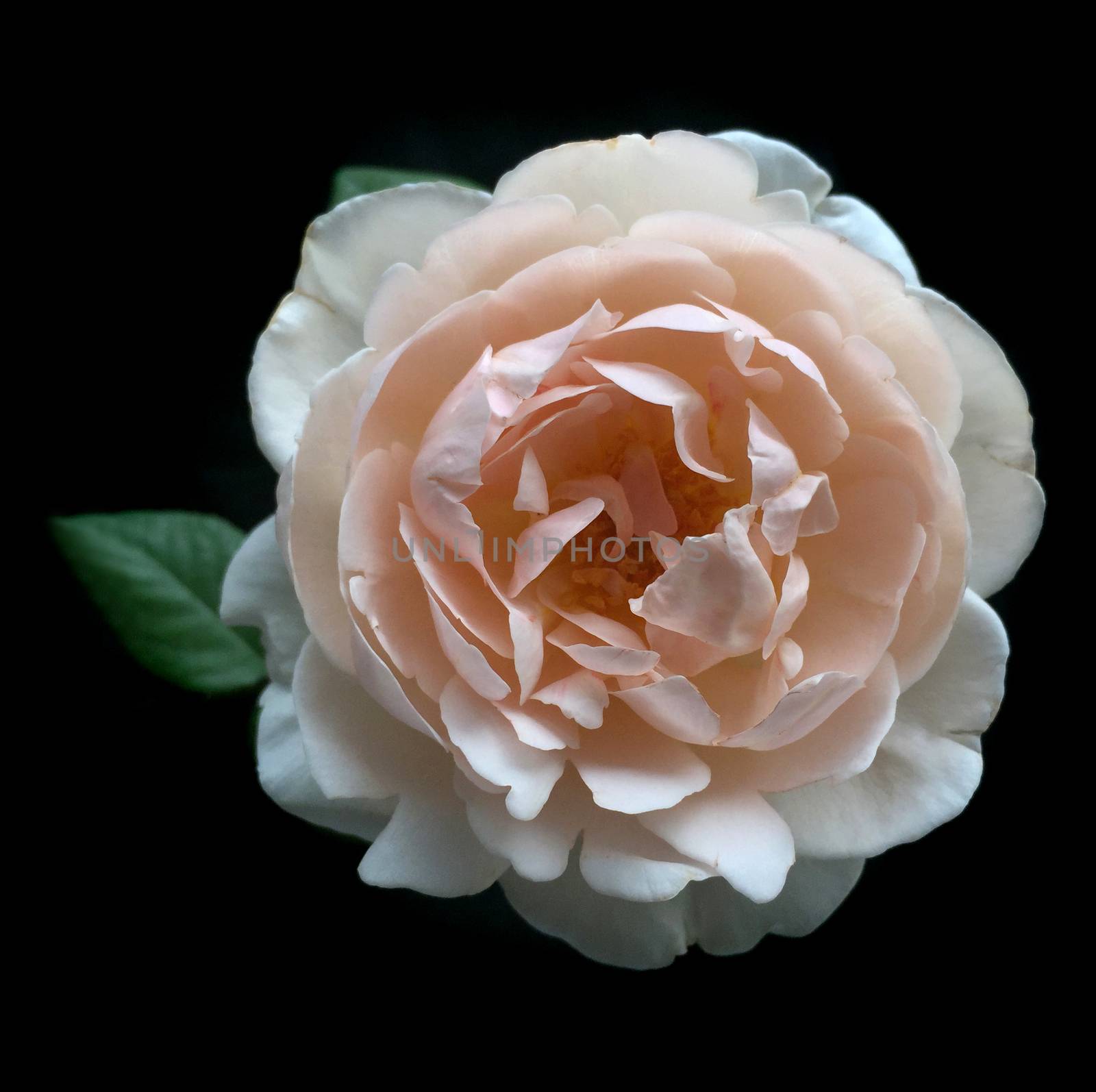 Rose on a black background. by ohhlanla