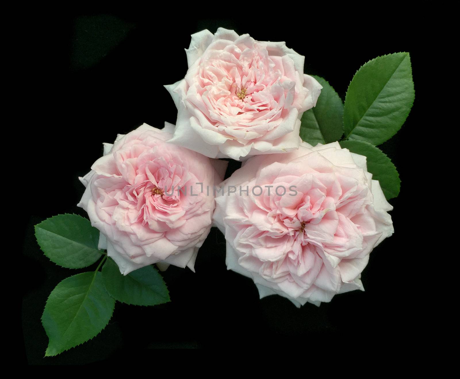 English rose