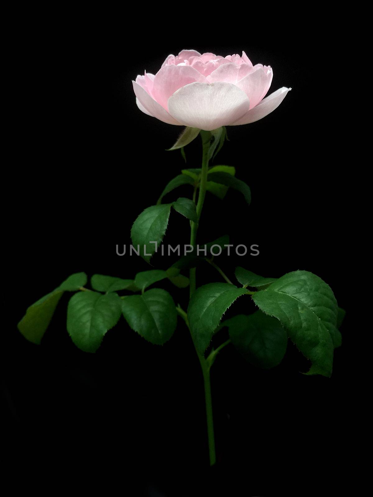 Rose on a black background. by ohhlanla