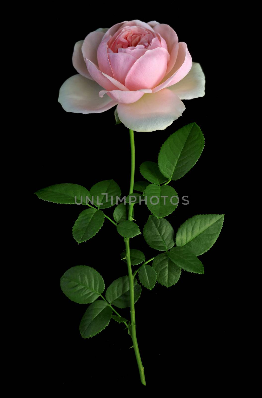 Rose on a black background. by ohhlanla