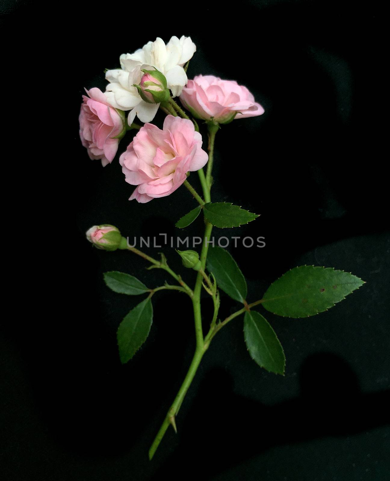 Rose on a black background. by ohhlanla