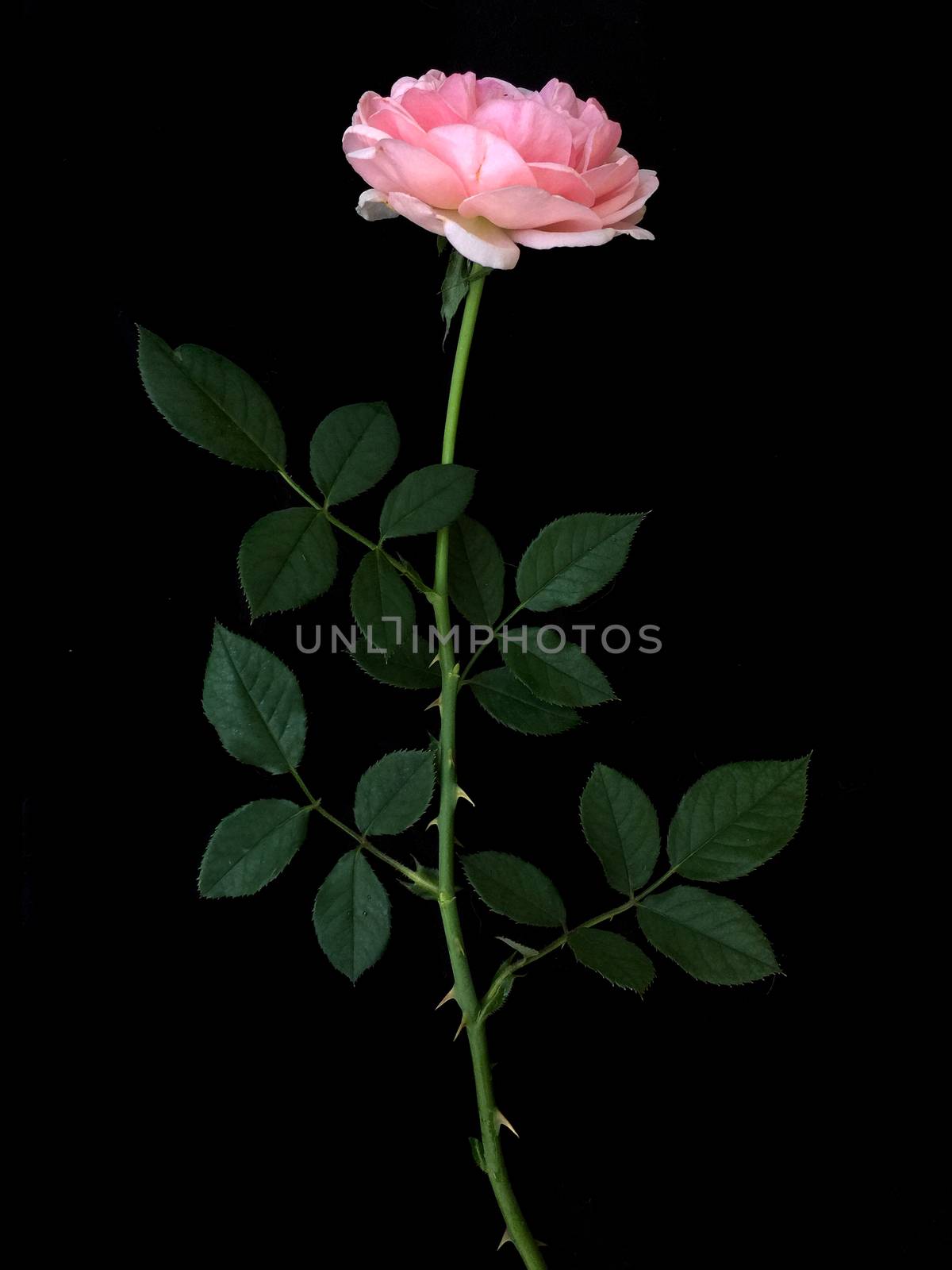 Rose on a black background. by ohhlanla