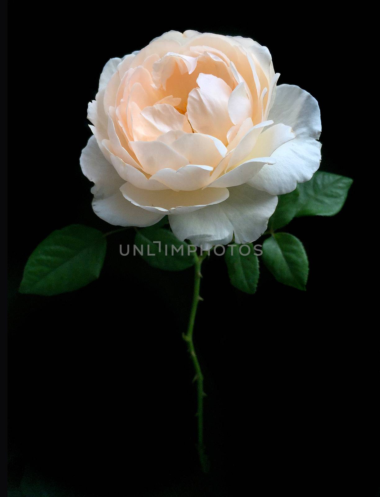 English Rose on a black background.