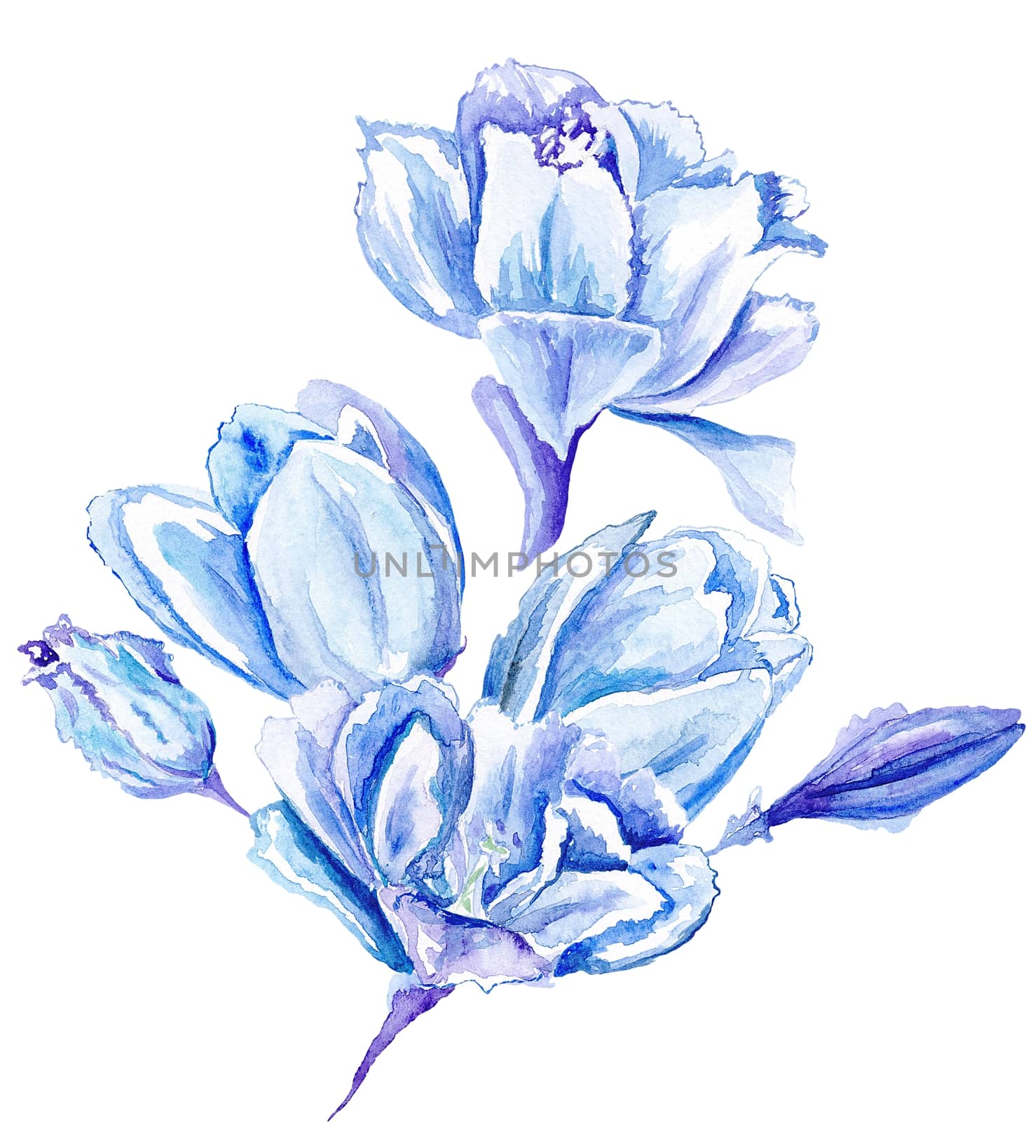 Tender soft indigo colored flowers isolated on white background for card, event design
