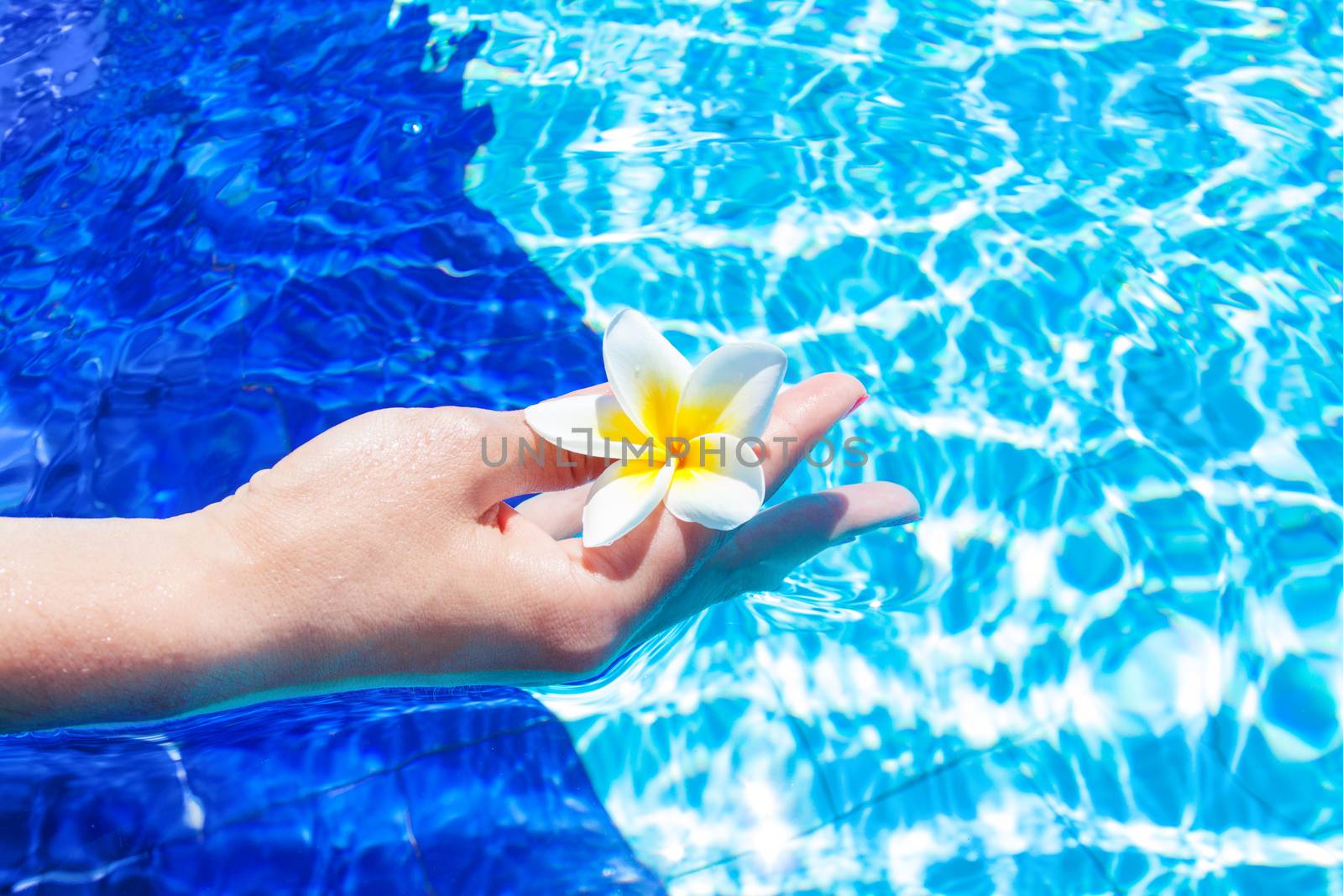 Spa picture with white and yellow magnolia flower hold in fingers