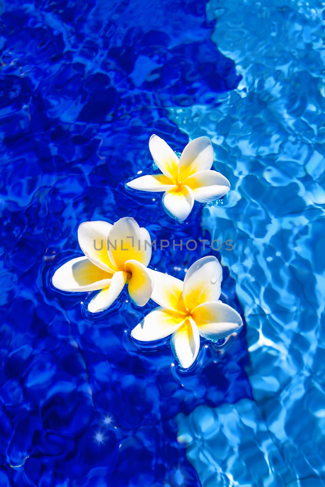 Peaceful spa photo with white magnolia flowers laying on ripple in the pool