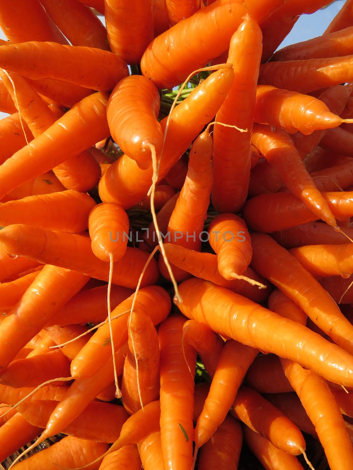 A background of a stack of farm fresh bright orange carrots                               